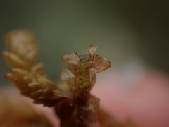 Sphagnum imbricatum