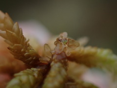 Sphagnum imbricatum