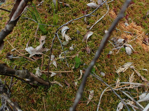 Sphagnum imbricatum observed 2022-07-12