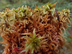 Sphagnum imbricatum