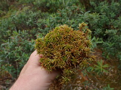 Sphagnum imbricatum