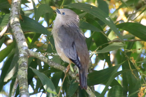 Chestnut-tailed Starling