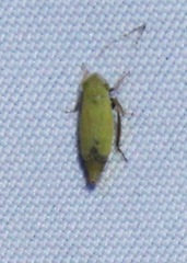 Verdanus