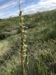 Sporobolus anglicus