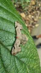 Dysaethria quadricaudata