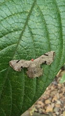 Dysaethria quadricaudata