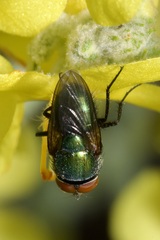 Rhyncomya cyanescens