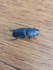 Dorcus