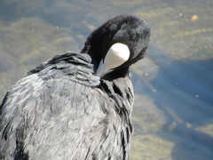 Fulica atra
