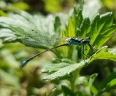Ischnura elegans