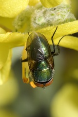 Rhyncomya cyanescens
