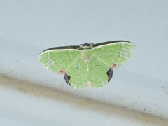 Comibaena nigromacularia