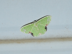 Comibaena nigromacularia