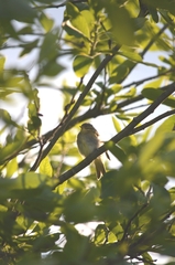 Phylloscopus sibilatrix