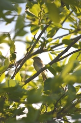 Phylloscopus sibilatrix