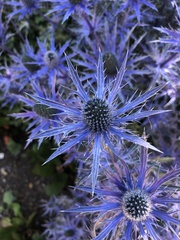 Eryngium hookeri