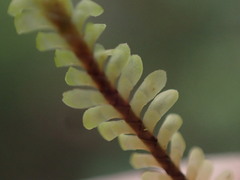 Macrodiplophyllum rubrum