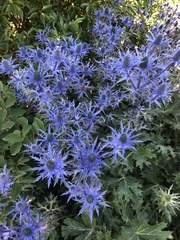 Eryngium hookeri