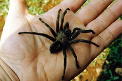 Chaetopelma olivaceum