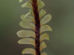 Macrodiplophyllum rubrum
