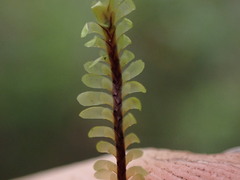 Macrodiplophyllum rubrum