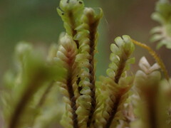 Macrodiplophyllum rubrum