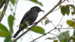 Pachyramphus