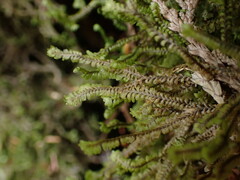 Macrodiplophyllum rubrum