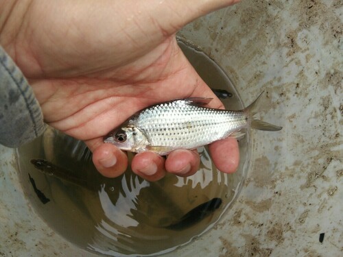 Cyclocheilichthys enoplos — Cyprinidae — 2