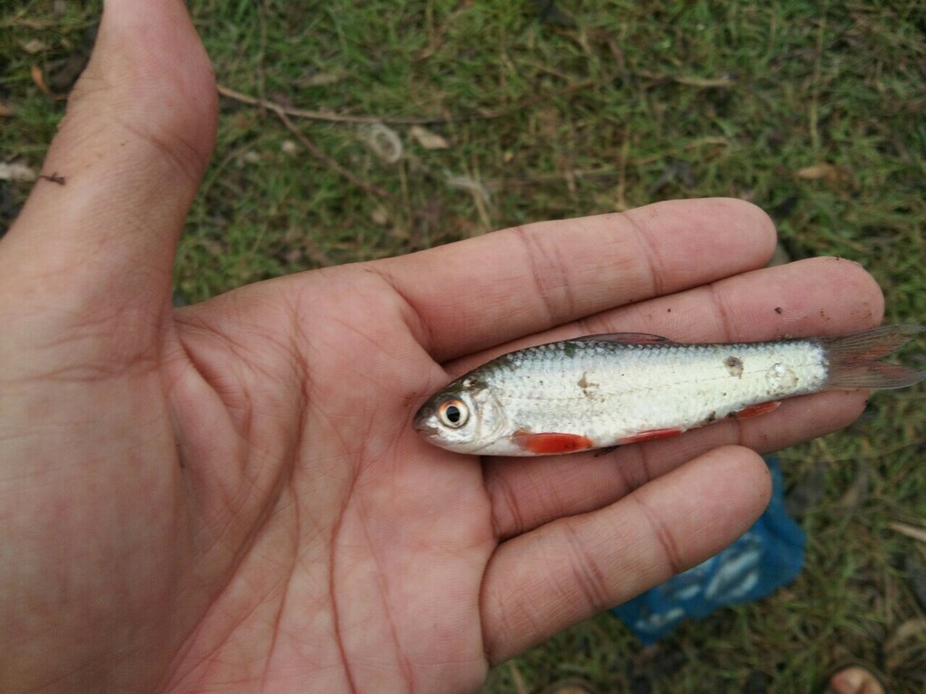 Henicorhynchus ornatipinnis