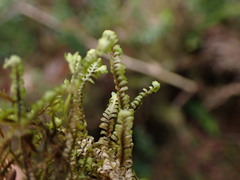 Macrodiplophyllum rubrum