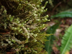 Macrodiplophyllum rubrum