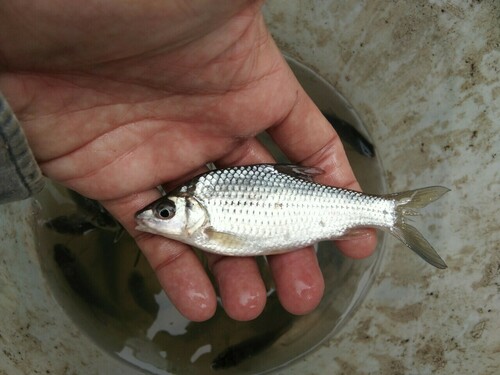 Gewapende barbeel (Anematichthys armatus) — Cyprinidae