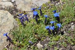 Gentiana bavarica subacaulis