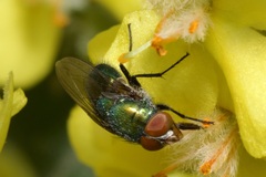 Rhyncomya cyanescens