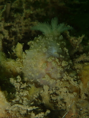 Doris ocelligera