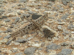 Schistocerca gregaria flaviventris