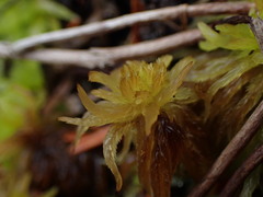 Sphagnum pacificum