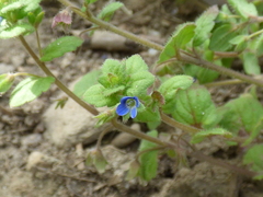 Veronica opaca