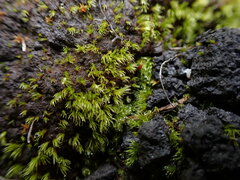 Trichodon cylindricus