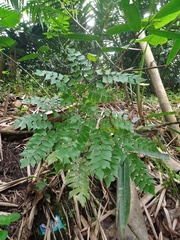 Adiantum trapeziforme