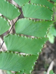 Adiantum trapeziforme