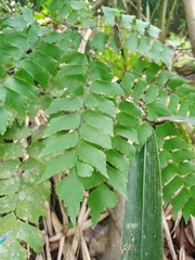 Adiantum trapeziforme