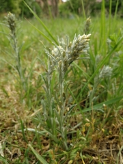 Omalotheca sylvatica