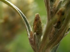 Omalotheca sylvatica