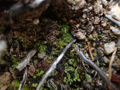 Trichodon cylindricus