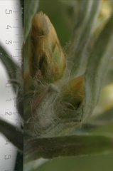 Omalotheca sylvatica