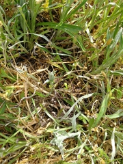 Omalotheca sylvatica