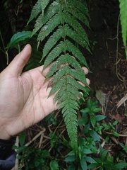 Sphaerostephanos appendiculatus