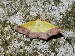 Exurapteryx aristidaria